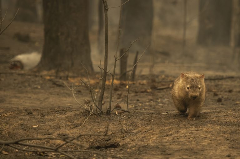 A wombat seen on Tallowa Dam Rd in Kangaroo Valley. 5th January 2020. Photo: Wolter Peeters, The Sydney Morning Herald.