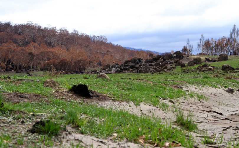 Grassland showing signs of life in Namadgi National Park following the past summer’s bushfires. Photo: Michael Weaver.