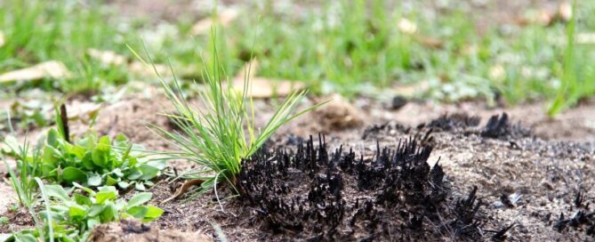 Grass shoots emerge through burnt land in Namadgi National Park following the past summer’s bushfires. Photo: Michael Weaver.