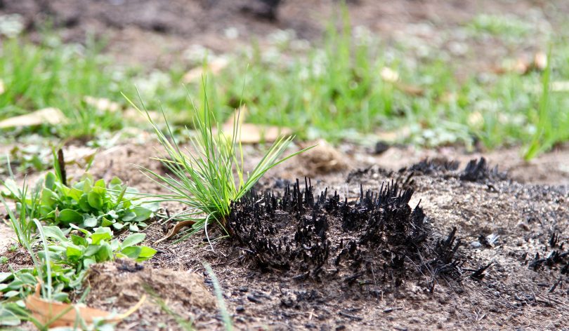 Grass shoots emerge through burnt land in Namadgi National Park following the past summer’s bushfires. Photo: Michael Weaver.