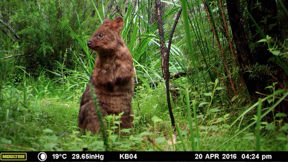 Quokka captured on a camera trap in Northcliffe fire area. Photo: Tech Guide